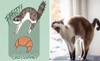 娱乐吃瓜君面包猫,面包猫背后的故事与魅力